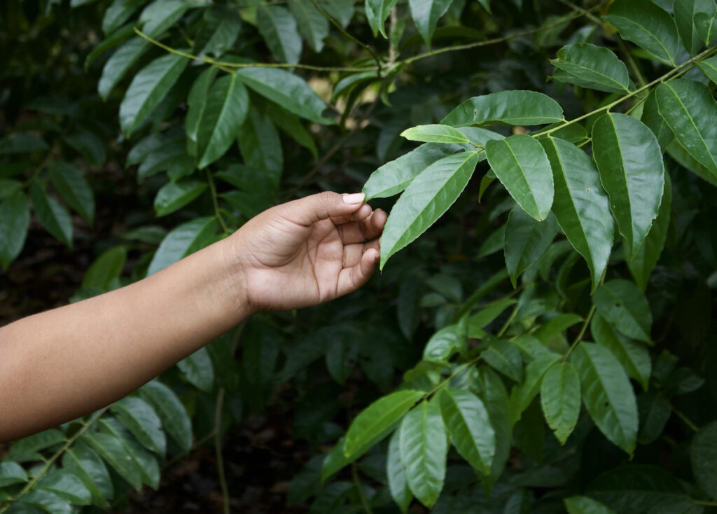 Guayusa Tea Rainforest Conservation